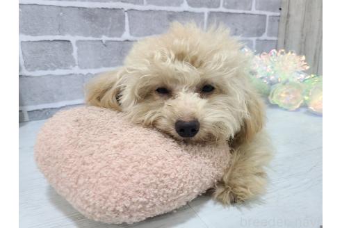 成約済の東京都のミックス犬-342589の2枚目