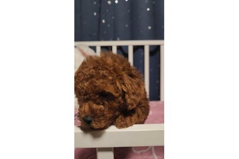 販売中の愛知県のトイプードル-385503の3枚目