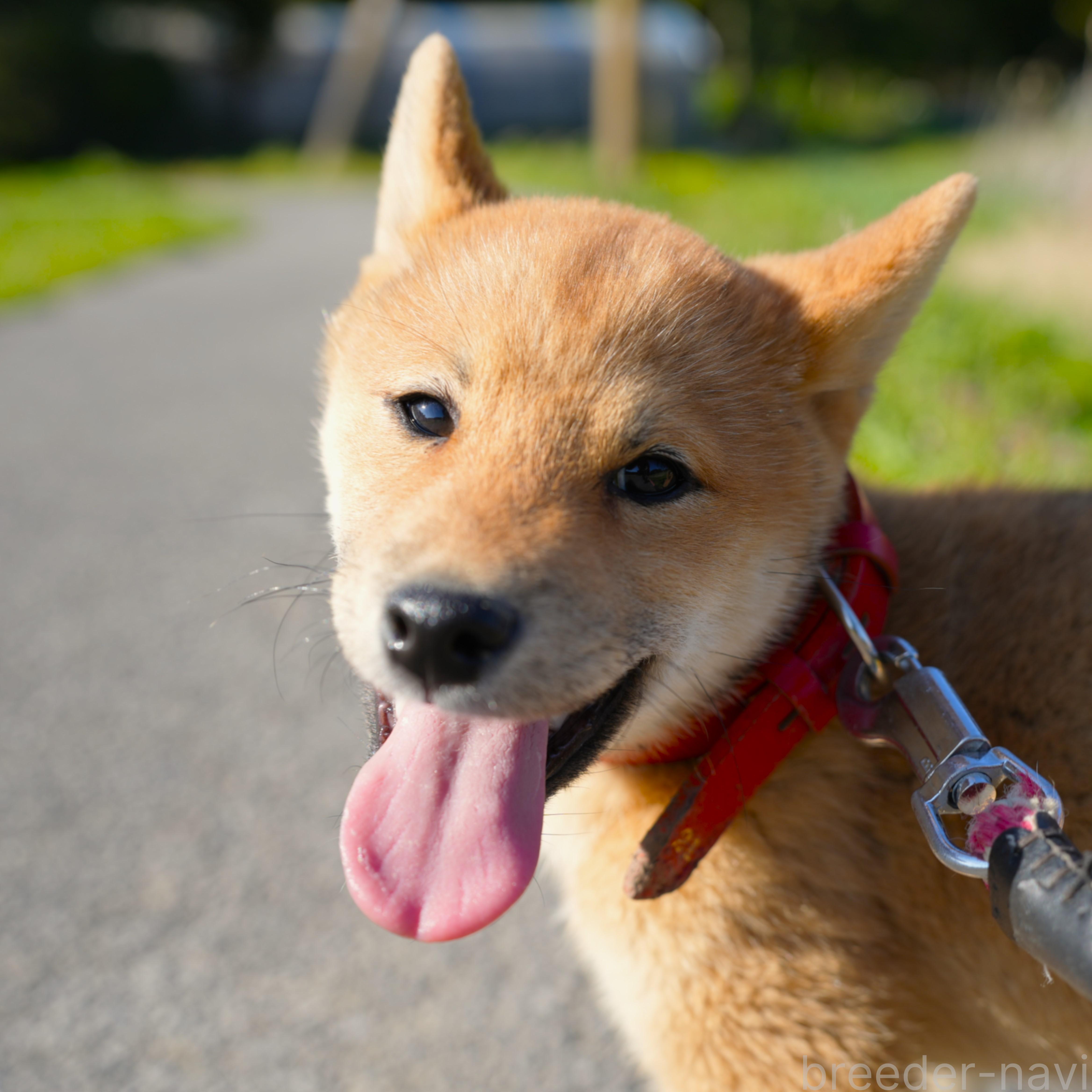 販売中の千葉県の柴犬-375628の12枚目