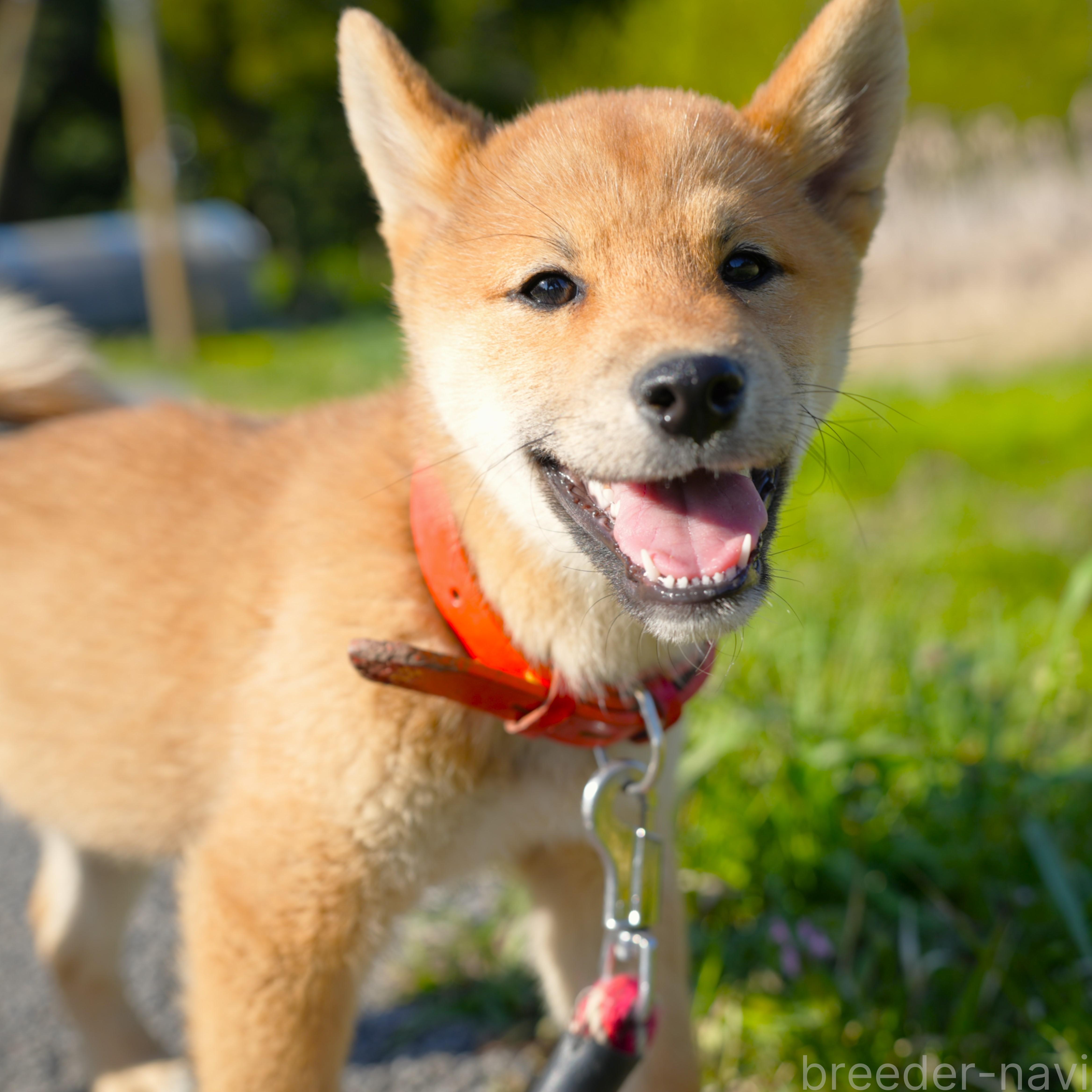販売中の千葉県の柴犬-375628