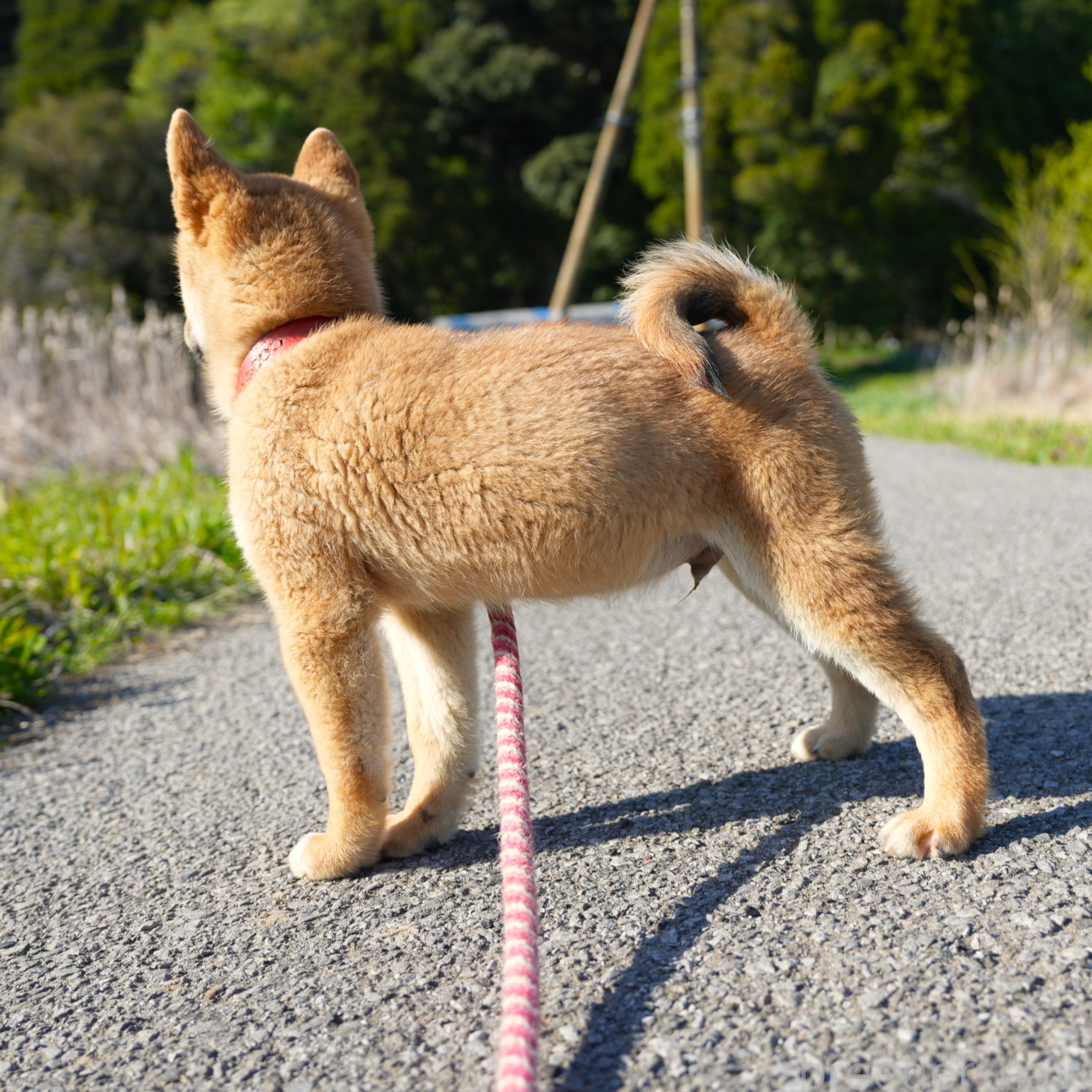 販売中の千葉県の柴犬-375628の11枚目