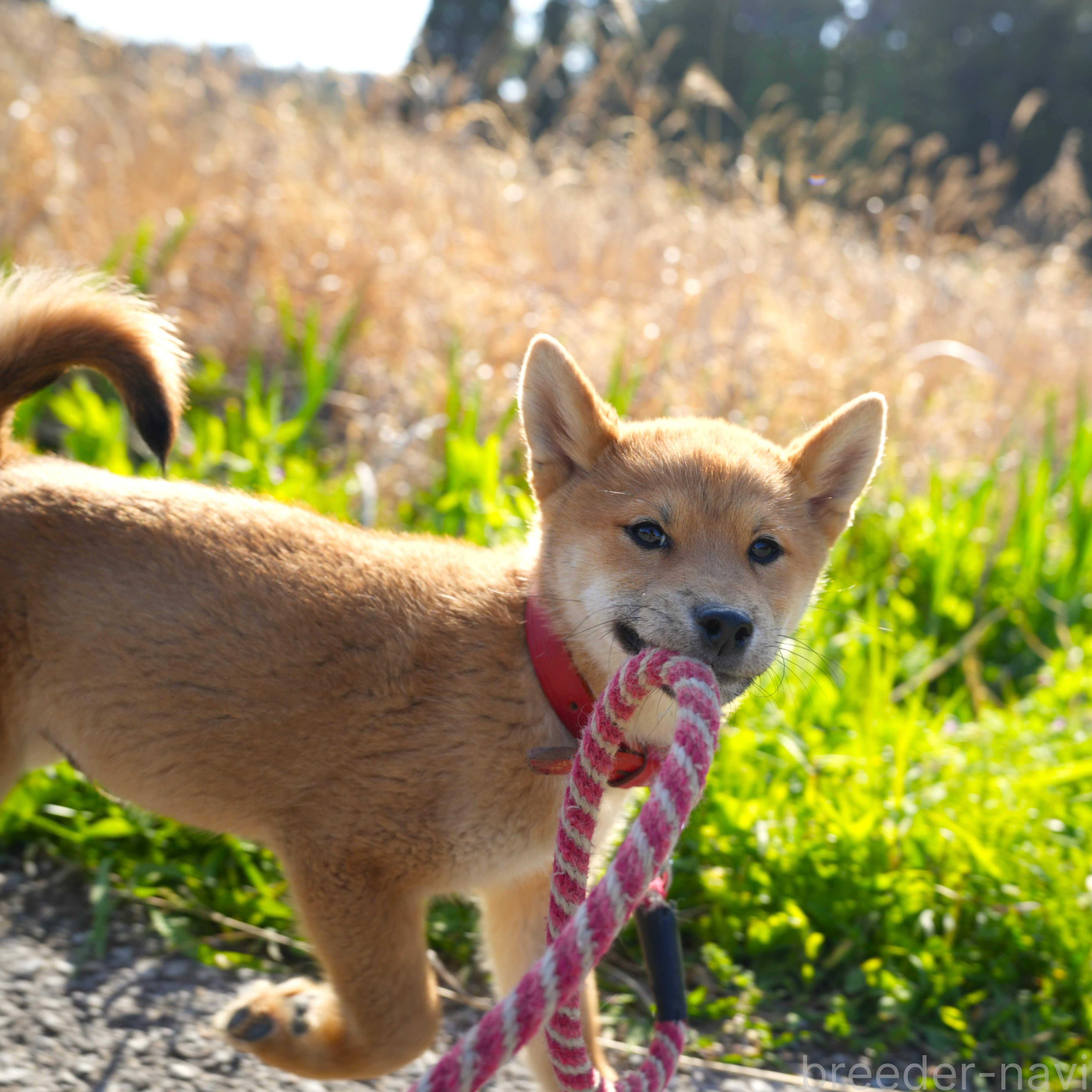 販売中の千葉県の柴犬-375628の10枚目