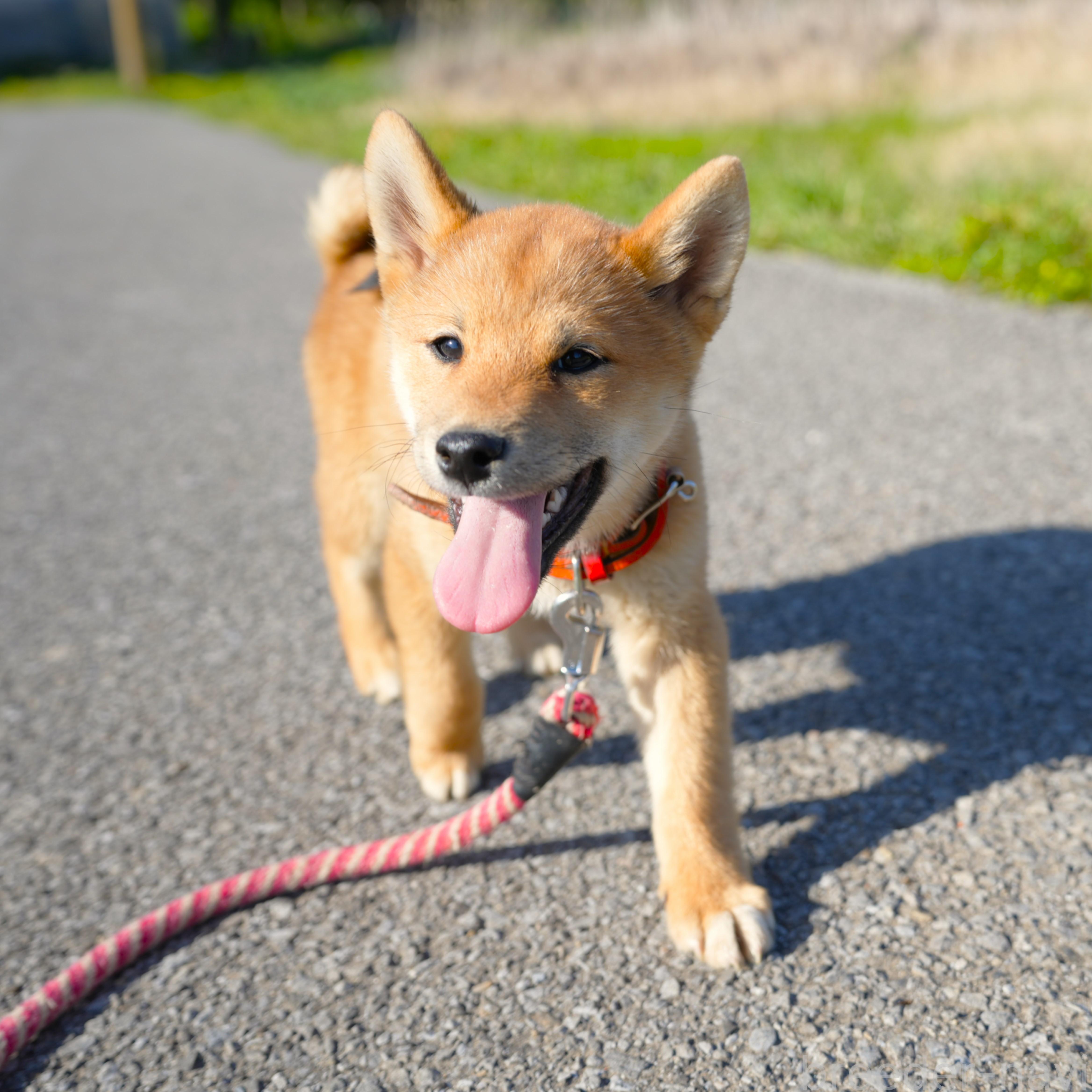 販売中の千葉県の柴犬-375628の9枚目