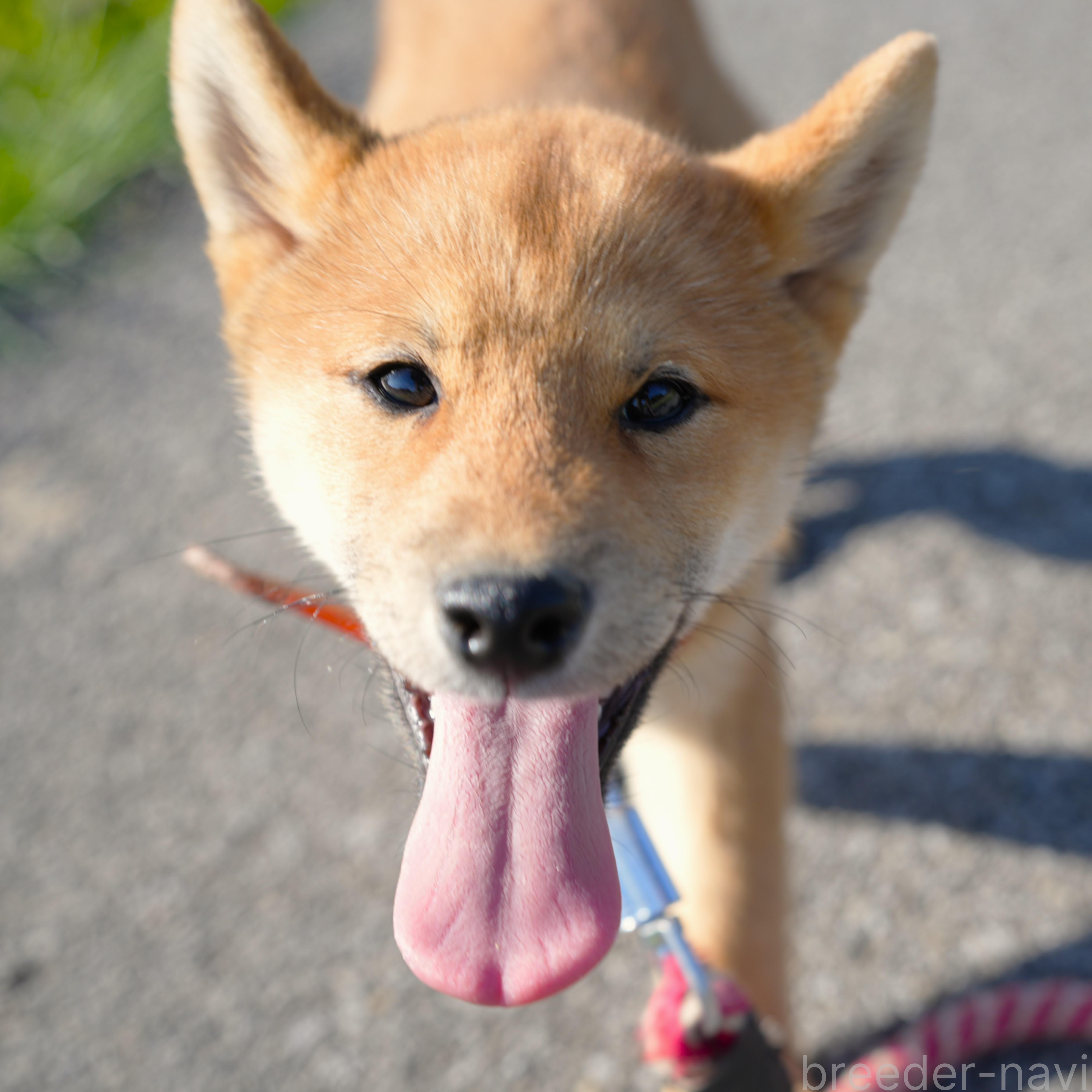 販売中の千葉県の柴犬-375628の7枚目