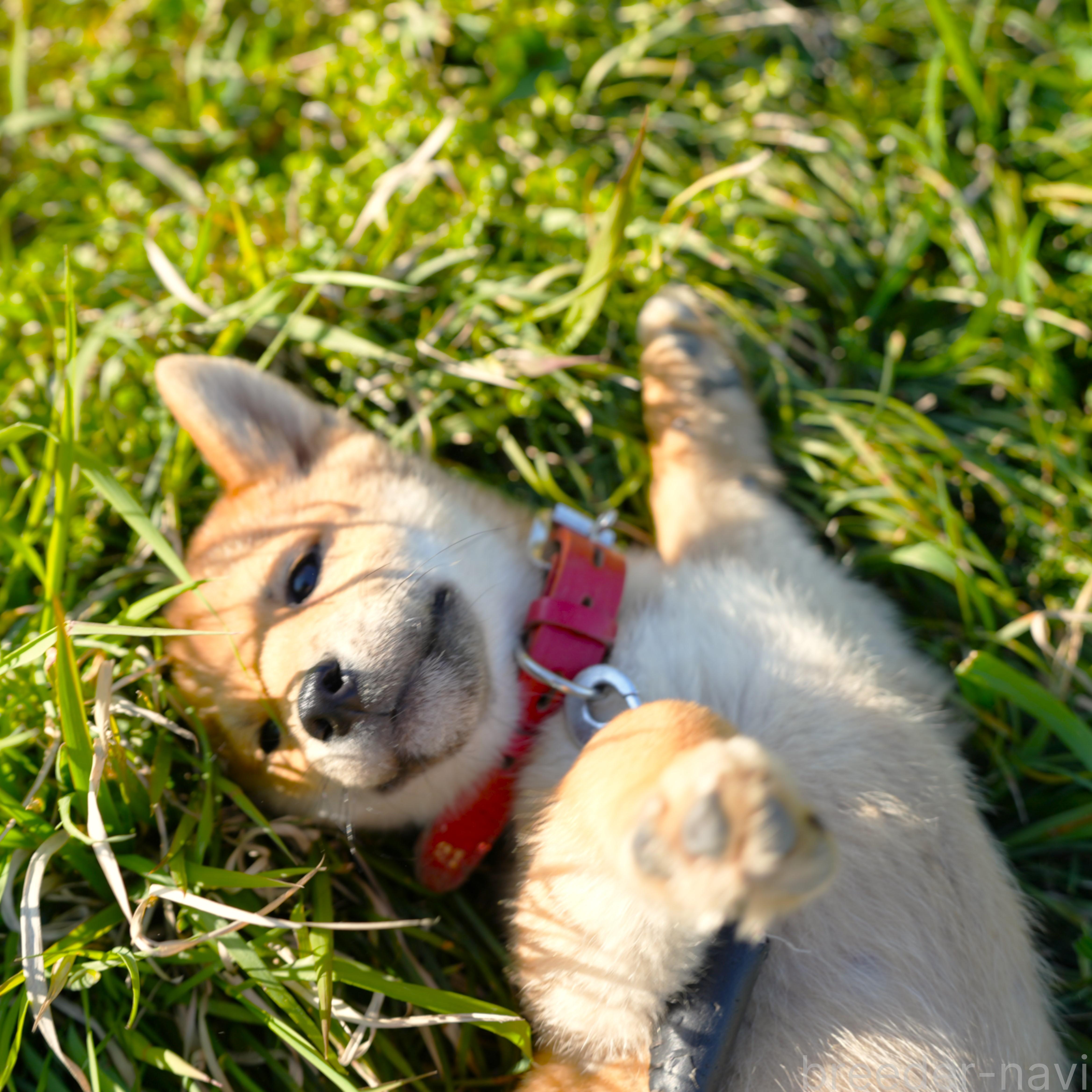 販売中の千葉県の柴犬-375628の6枚目