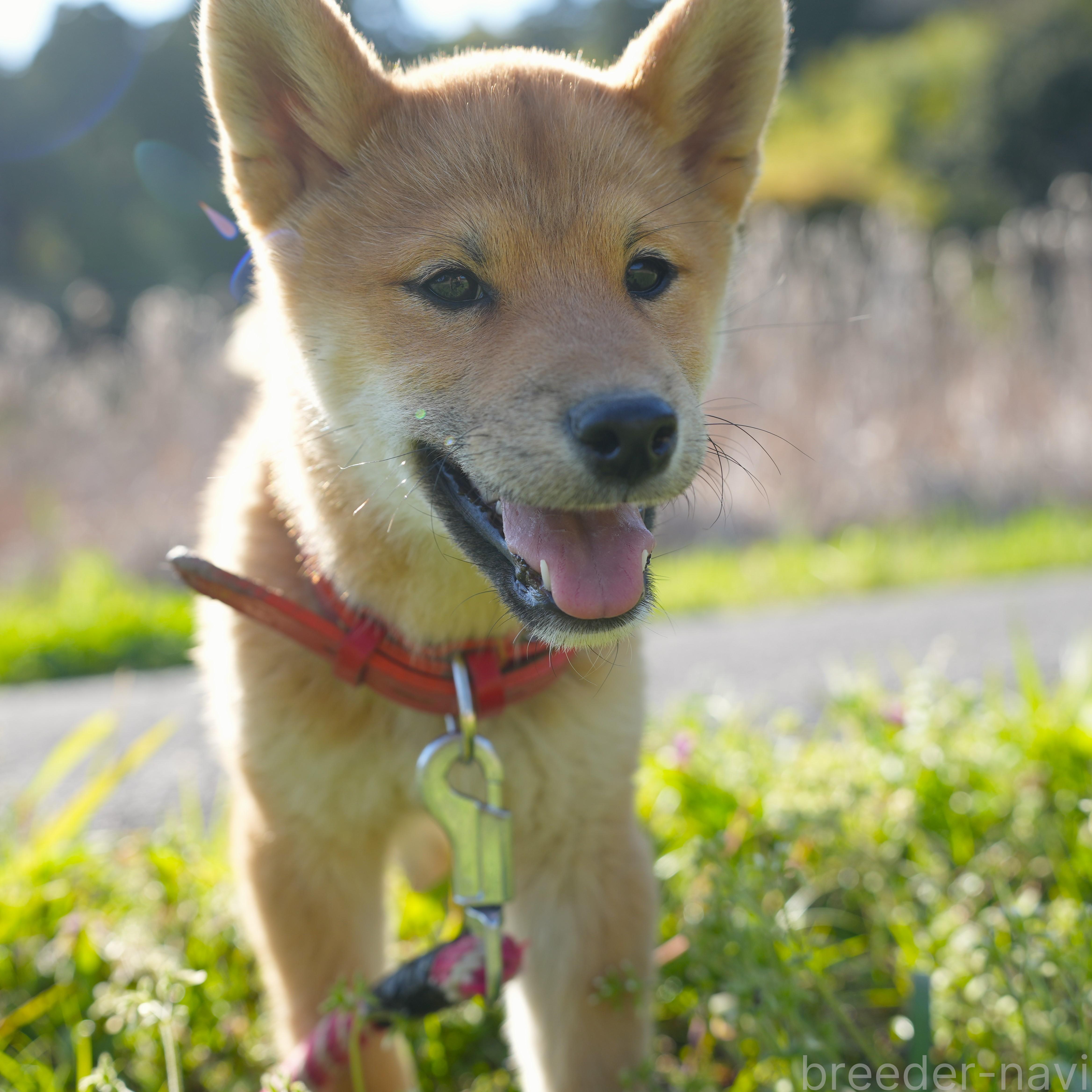 販売中の千葉県の柴犬-375628の5枚目
