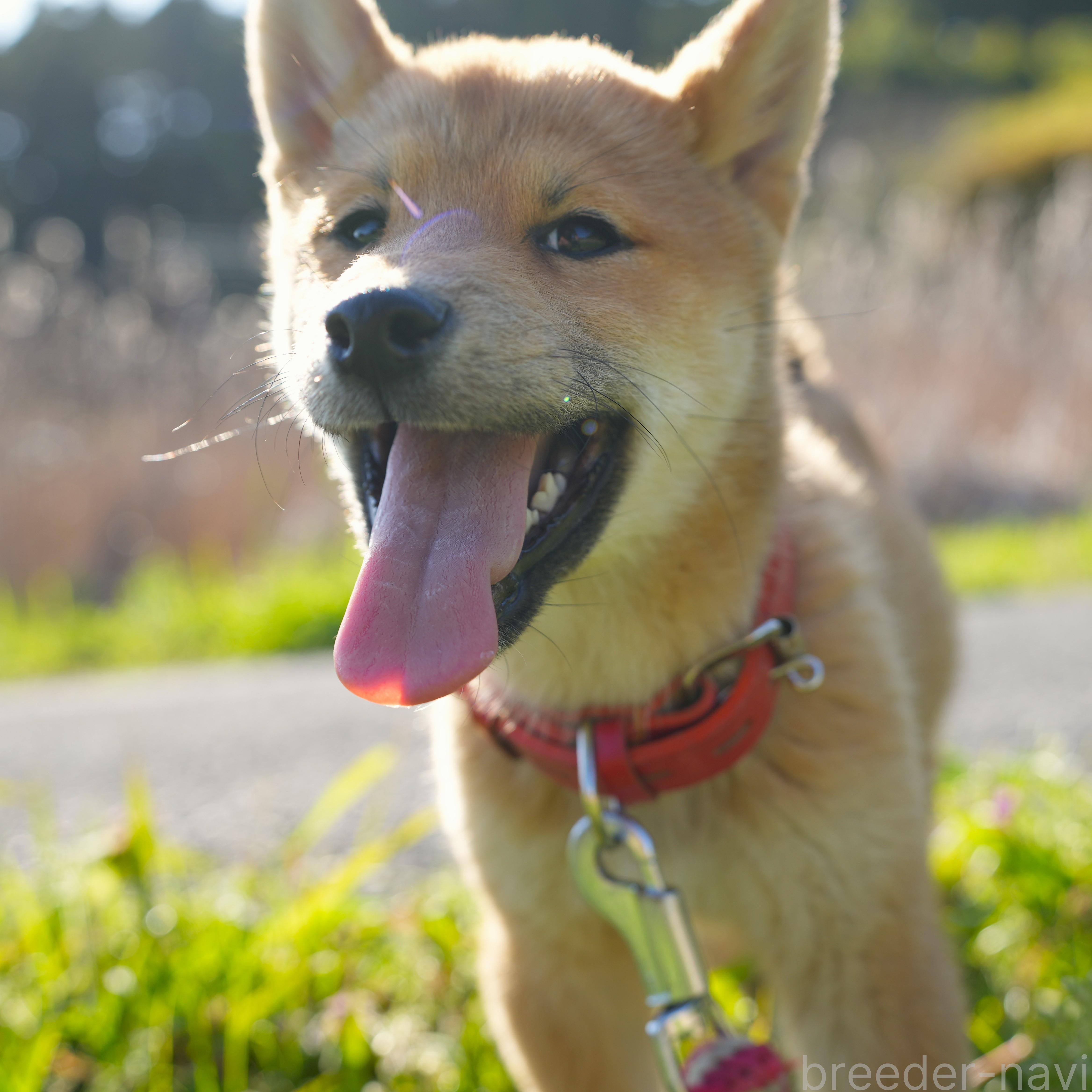 販売中の千葉県の柴犬-375628の4枚目