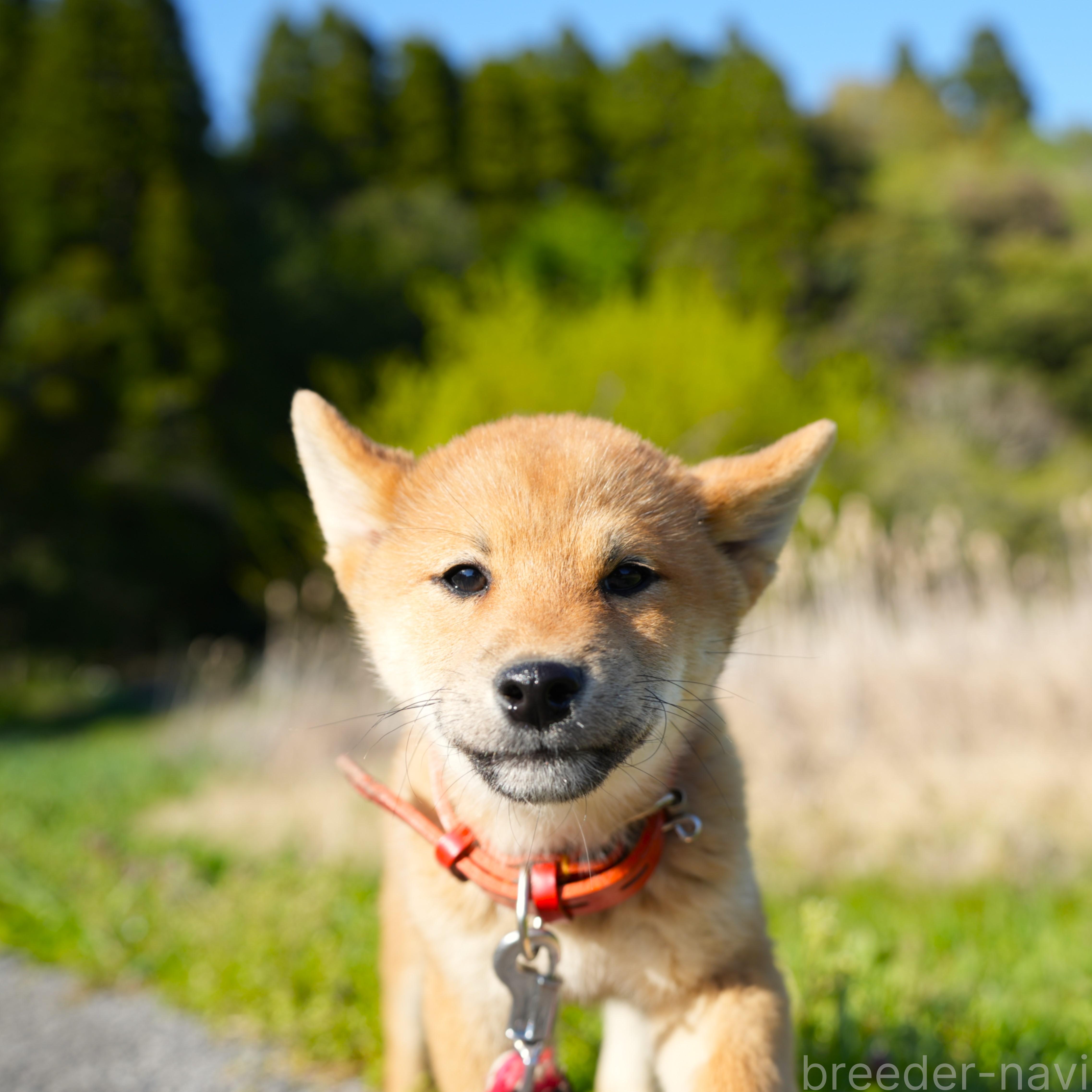 販売中の千葉県の柴犬-375628の3枚目