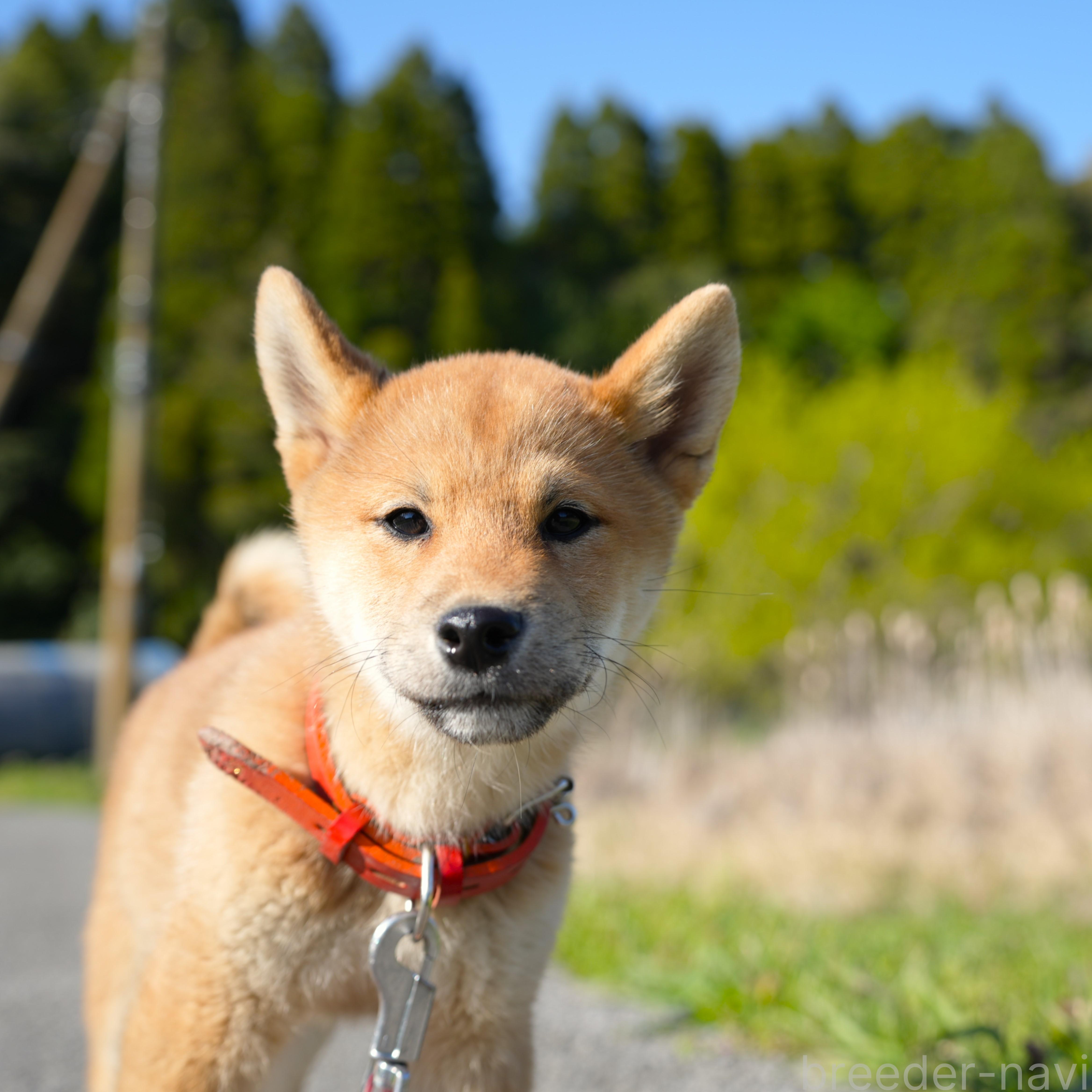 販売中の千葉県の柴犬-375628の2枚目