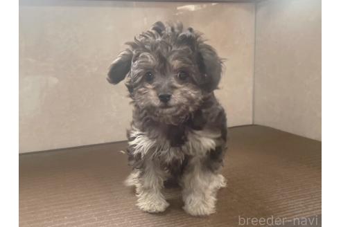販売中の東京都のミックス犬-370059の6枚目