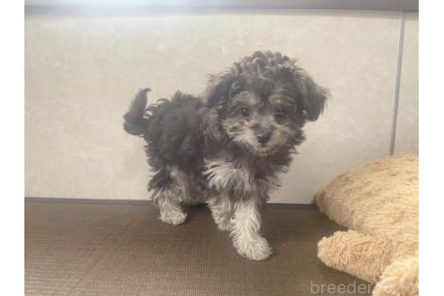 販売中の東京都のミックス犬-370059の5枚目