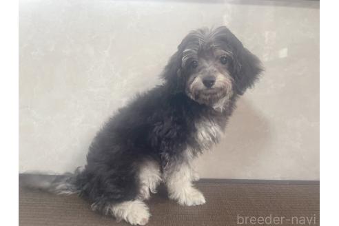 販売中の東京都のミックス犬-370059の3枚目