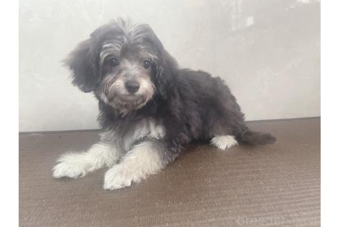 販売中の東京都のミックス犬-370059の2枚目