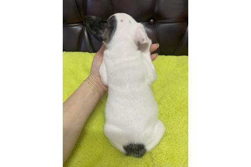 販売中の滋賀県のフレンチブルドッグ-385338の5枚目