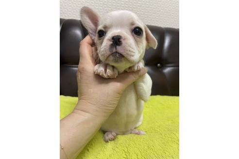 販売中の滋賀県のフレンチブルドッグ-385340の5枚目