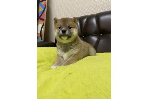 販売中の滋賀県の柴犬-385345の7枚目