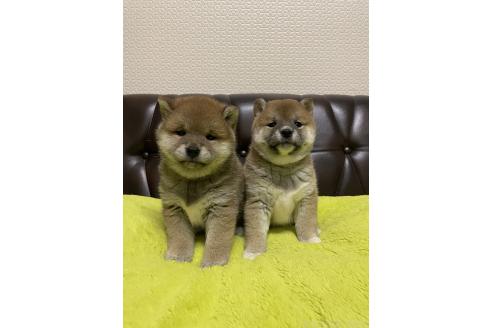 販売中の滋賀県の柴犬-385345の6枚目