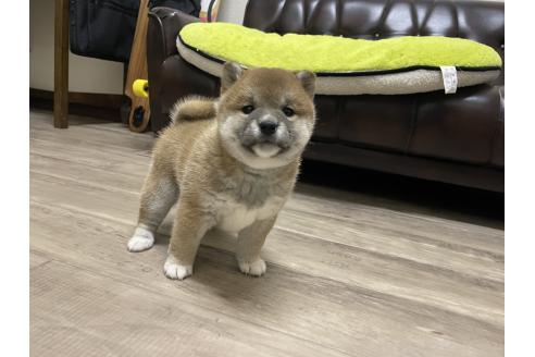 販売中の滋賀県の柴犬-385345の5枚目