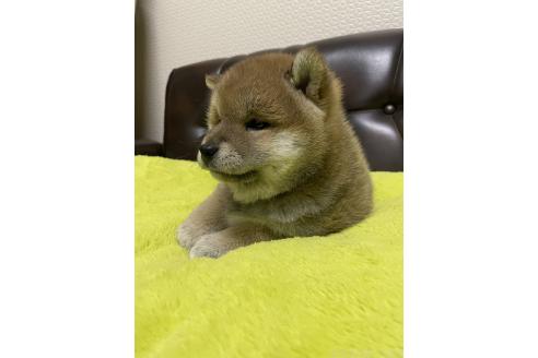 販売中の滋賀県の柴犬-385347の12枚目
