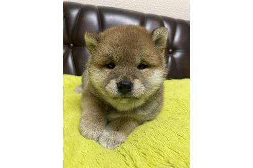販売中の滋賀県の柴犬-385347の10枚目