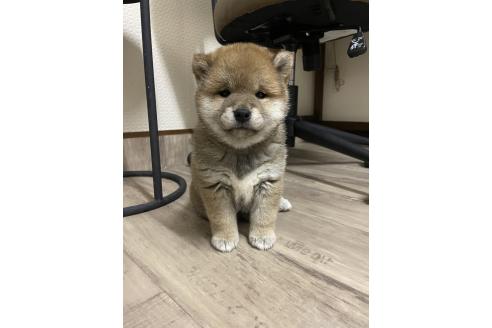 販売中の滋賀県の柴犬-385347の9枚目