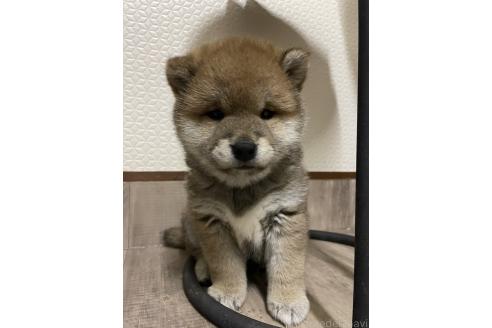 販売中の滋賀県の柴犬-385347の8枚目