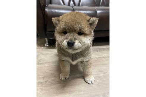 販売中の滋賀県の柴犬-385347の7枚目