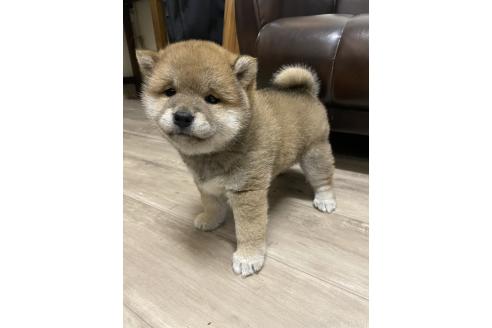 販売中の滋賀県の柴犬-385347の6枚目