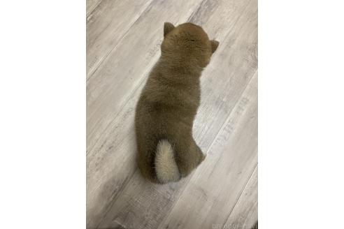 販売中の滋賀県の柴犬-385347の5枚目
