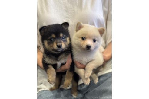 販売中の埼玉県のミックス犬-382010の7枚目