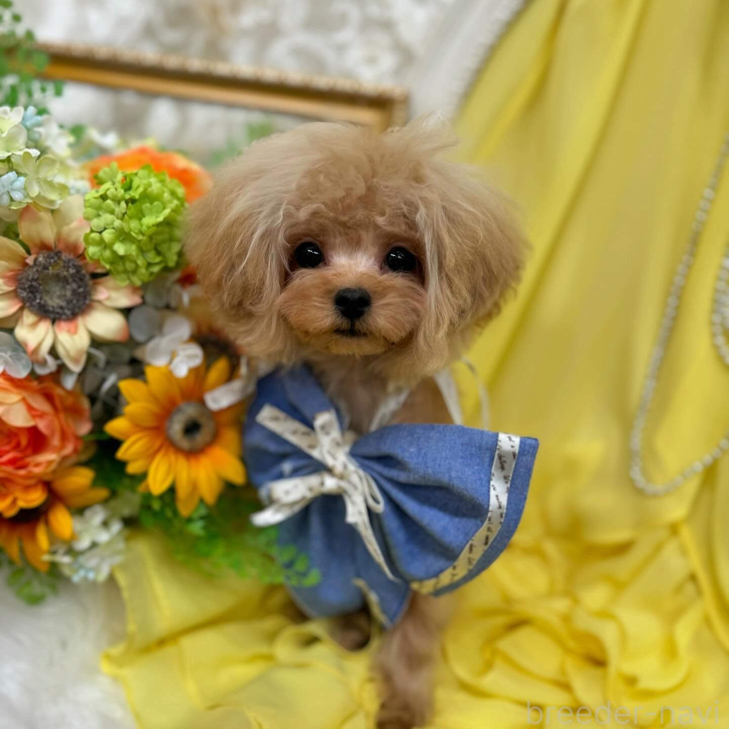 販売中の広島県のミックス犬-366230