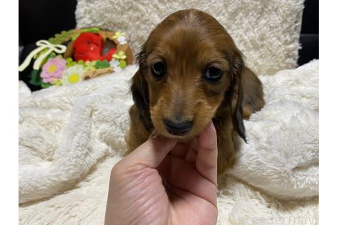 成約済の岐阜県のミニチュアダックスフンド(ロングヘアード)-381021の4枚目