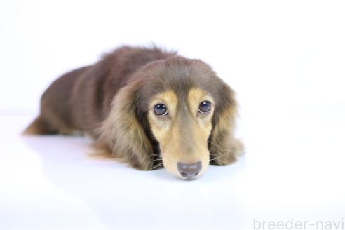 成約済の愛知県のカニンヘンダックスフンド(ロングヘアード)-385537の7枚目