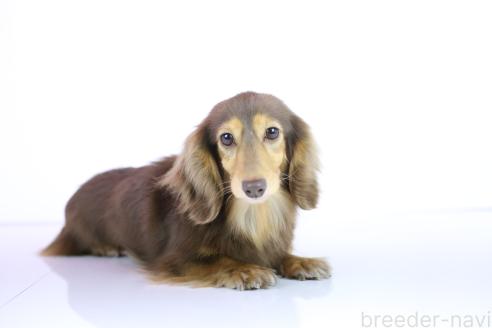 成約済の愛知県のカニンヘンダックスフンド(ロングヘアード)-385537の6枚目