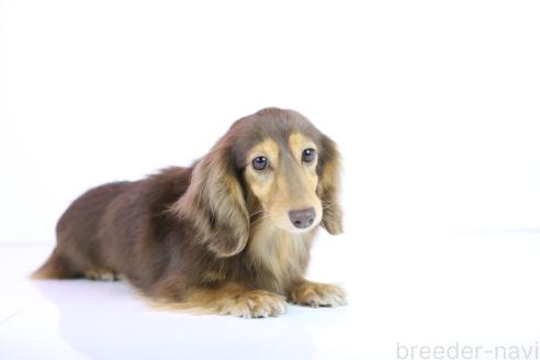 成約済の愛知県のカニンヘンダックスフンド(ロングヘアード)-385537の5枚目