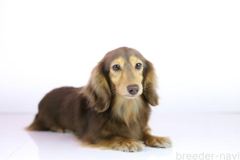 成約済の愛知県のカニンヘンダックスフンド(ロングヘアード)-385537の4枚目