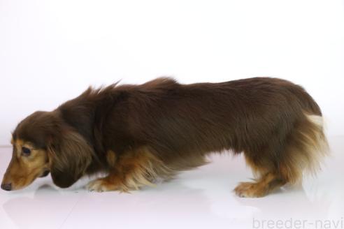 成約済の愛知県のカニンヘンダックスフンド(ロングヘアード)-385537の3枚目