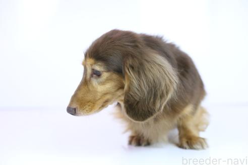 成約済の愛知県のカニンヘンダックスフンド(ロングヘアード)-385537の2枚目