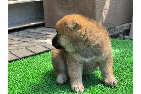 販売中の岡山県の柴犬-385538の4枚目