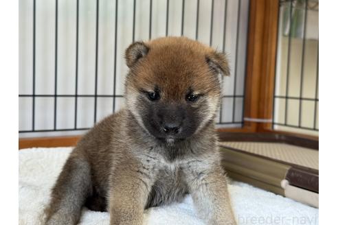 販売中の岡山県の柴犬-385538の2枚目