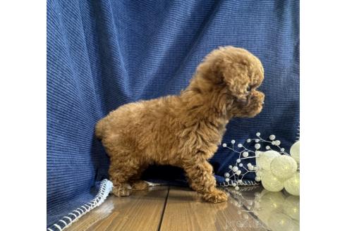 販売中の茨城県のトイプードル-385559の4枚目
