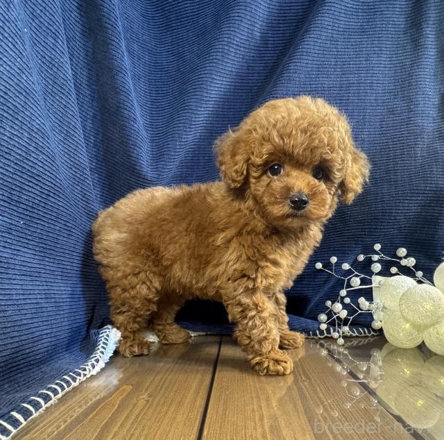販売中の茨城県のトイプードル-385559の3枚目