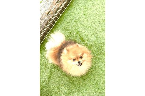 販売中の群馬県のポメラニアン-360276の3枚目