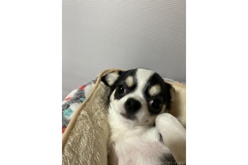 販売中の埼玉県のチワワ(スムースコート)-372257