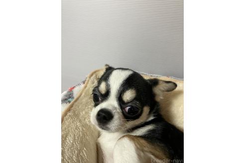 成約済の埼玉県のチワワ(スムースコート)-372257の3枚目