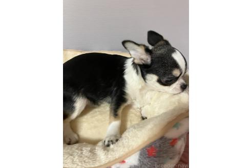 成約済の埼玉県のチワワ(スムースコート)-372257の2枚目