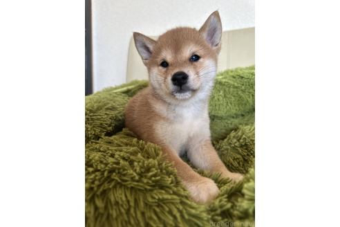 販売中の宮城県の豆柴-385566の4枚目