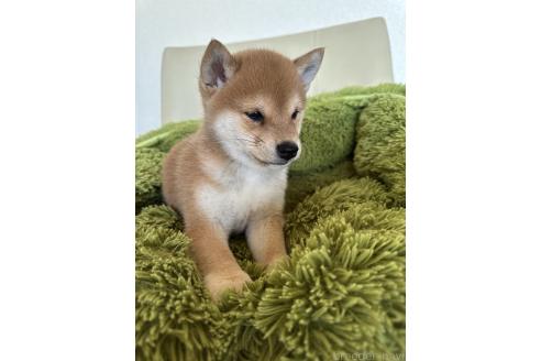 販売中の宮城県の豆柴-385566の2枚目