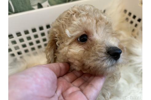 販売中の愛媛県のタイニープードル-383337の21枚目