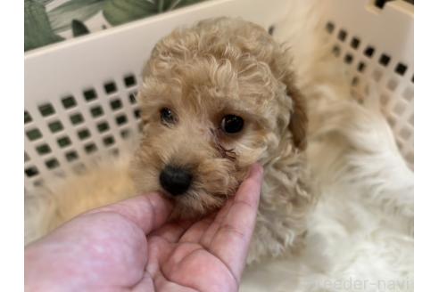 販売中の愛媛県のタイニープードル-383337の19枚目